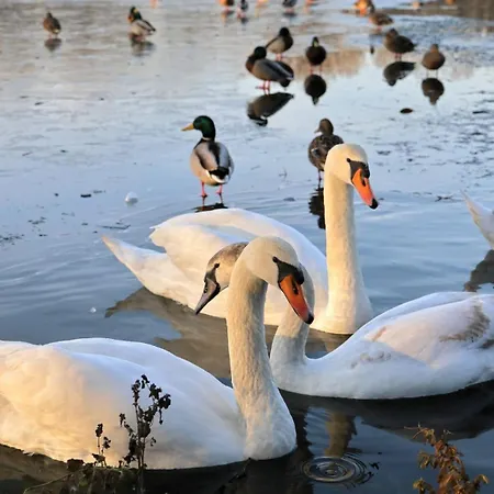 Neoapartments Lotnicza 公寓