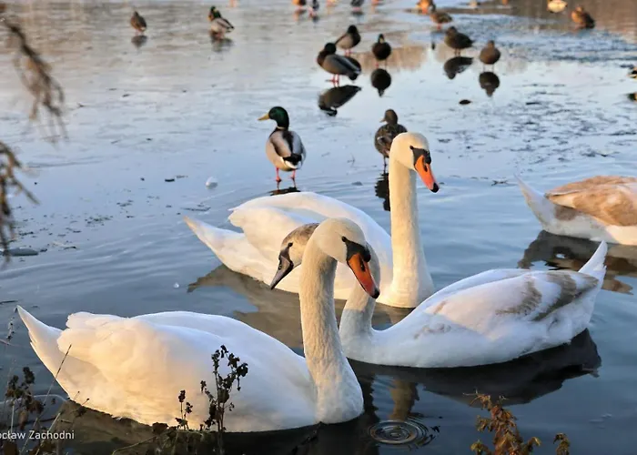 Neoapartments Lotnicza Apartment